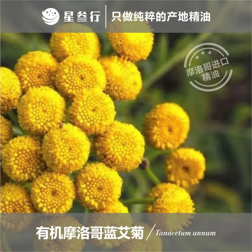 2ml小样摩洛哥蓝艾菊精油摩洛哥产地芳疗按摩香薰精油原料批发