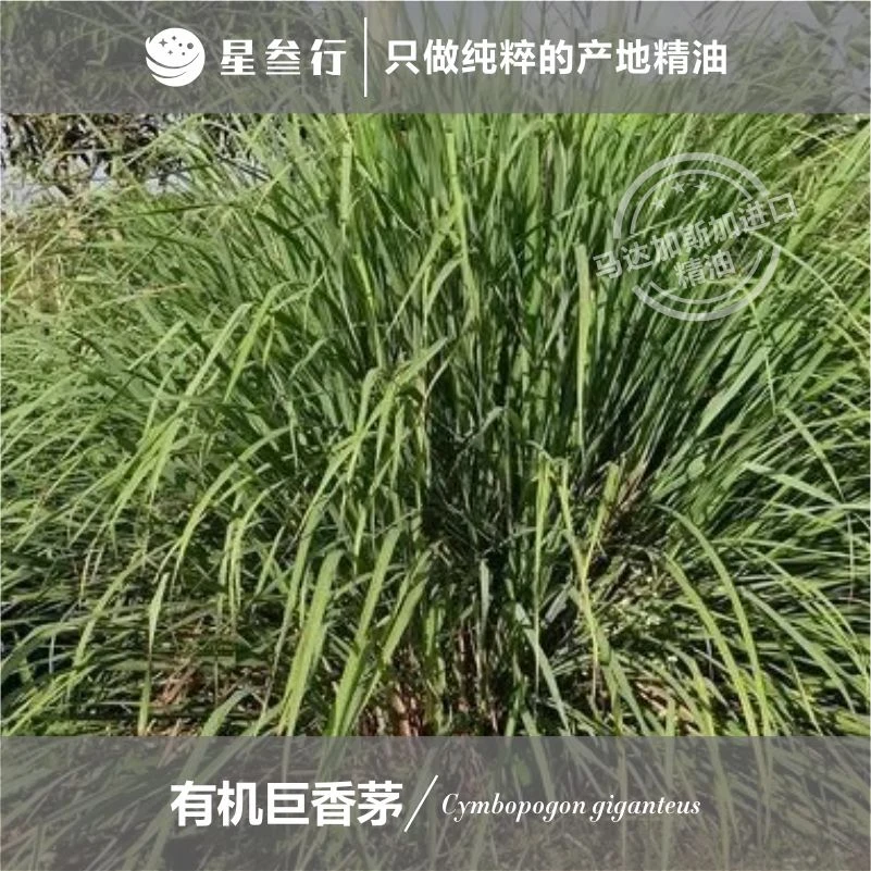 有机巨香茅精油 马达加斯加产地 植物单方精油