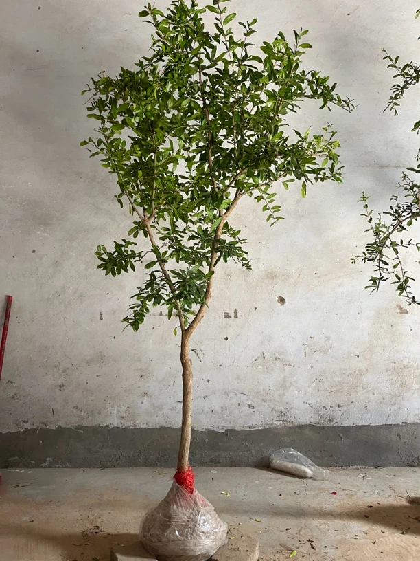 精品盆栽联赛地栽一物一拍芭乐根枸骨树金弹子紫薇树绿植盆栽