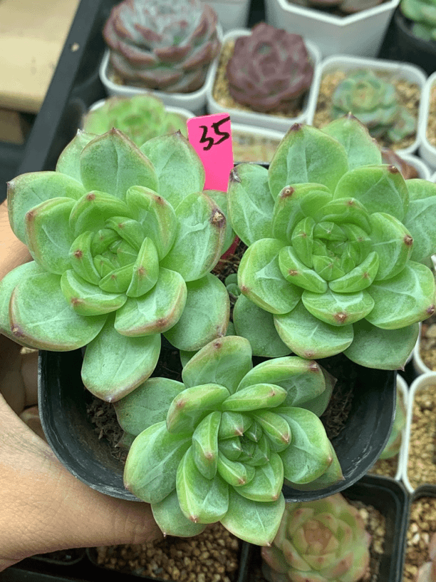 Q农场珍妮群多肉植物35