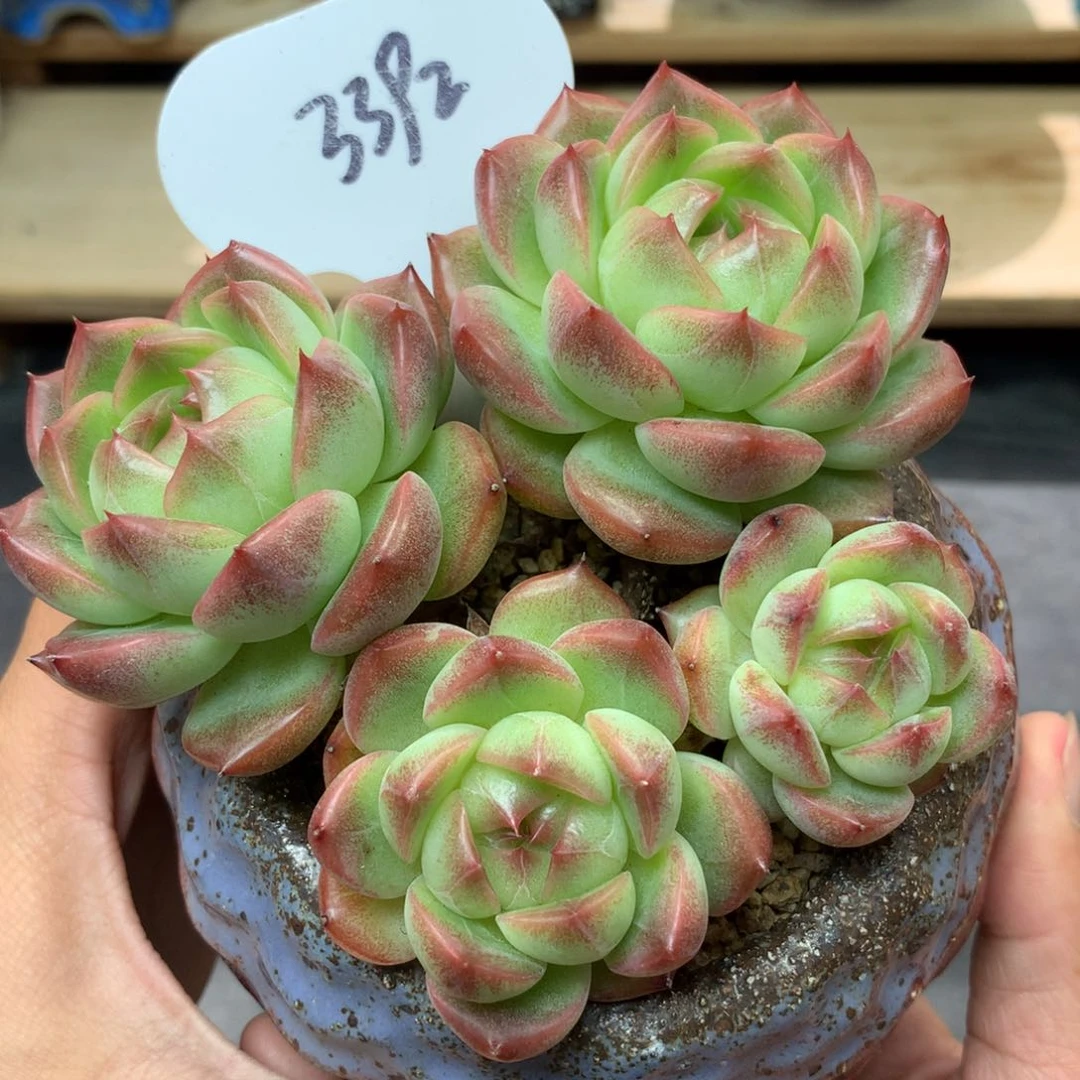 粉油透肥圆包珍妮老桩3392