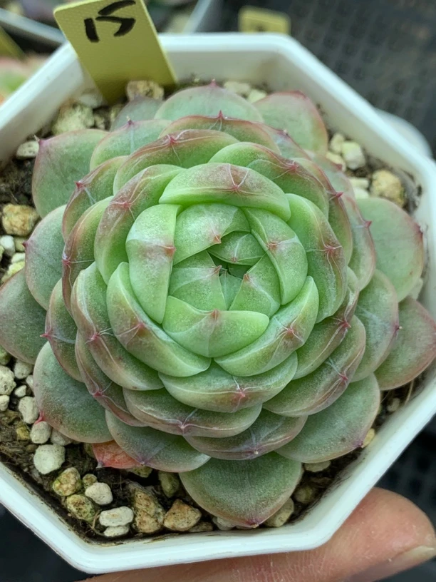 雪绒花珍妮多肉植物15