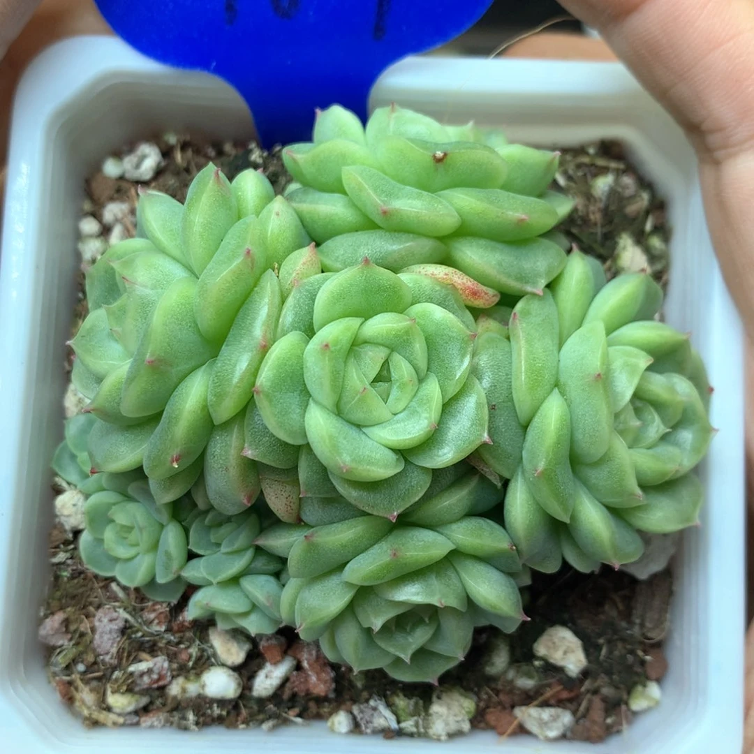 油透珍妮麦秆捧花1607
