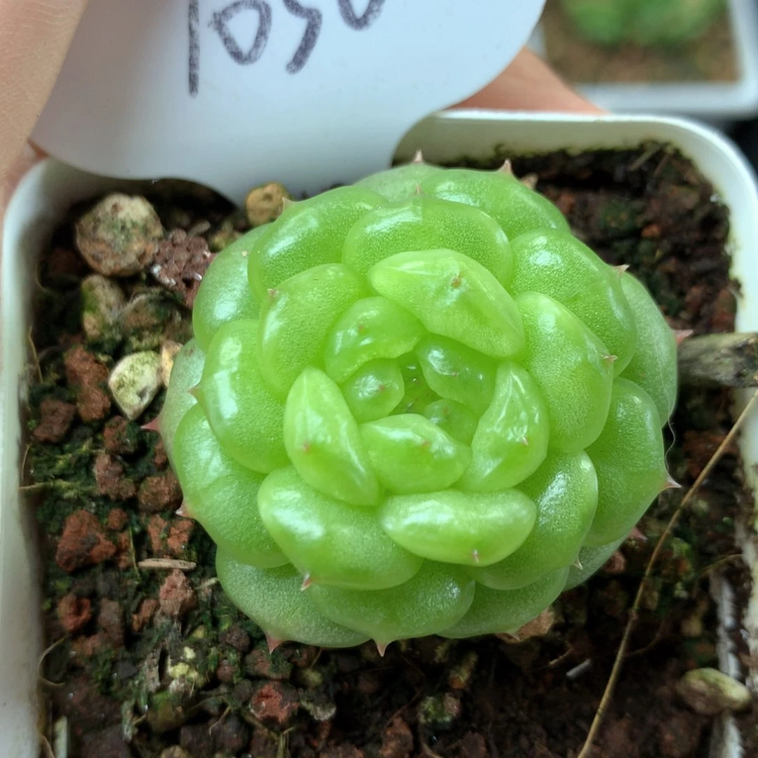 灯泡珍妮单头1036