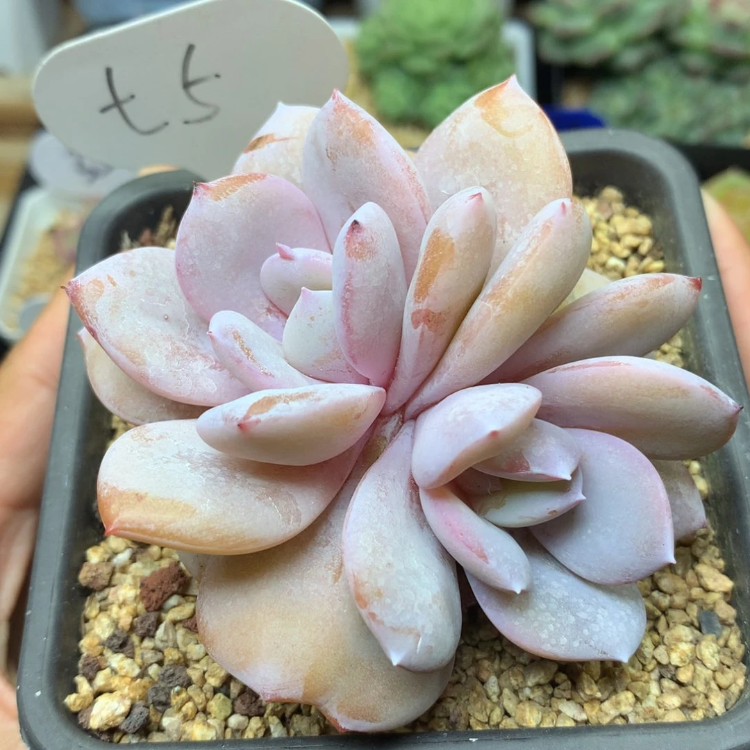 韩货双心奶茶老桩5