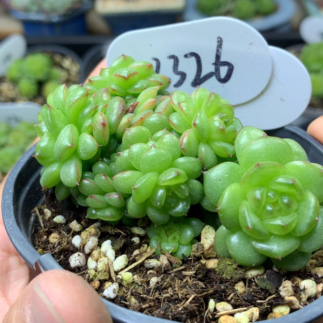 灯泡珍妮自然群3326