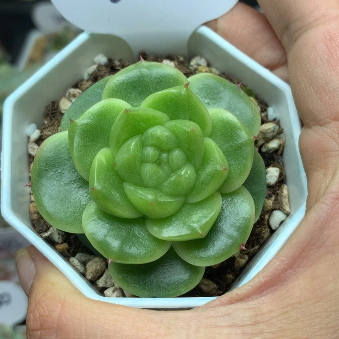 绿透圆叶珍妮3201