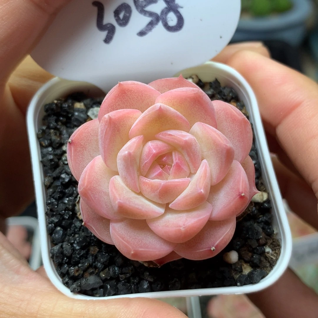 未**末珍妮单头专拍3058