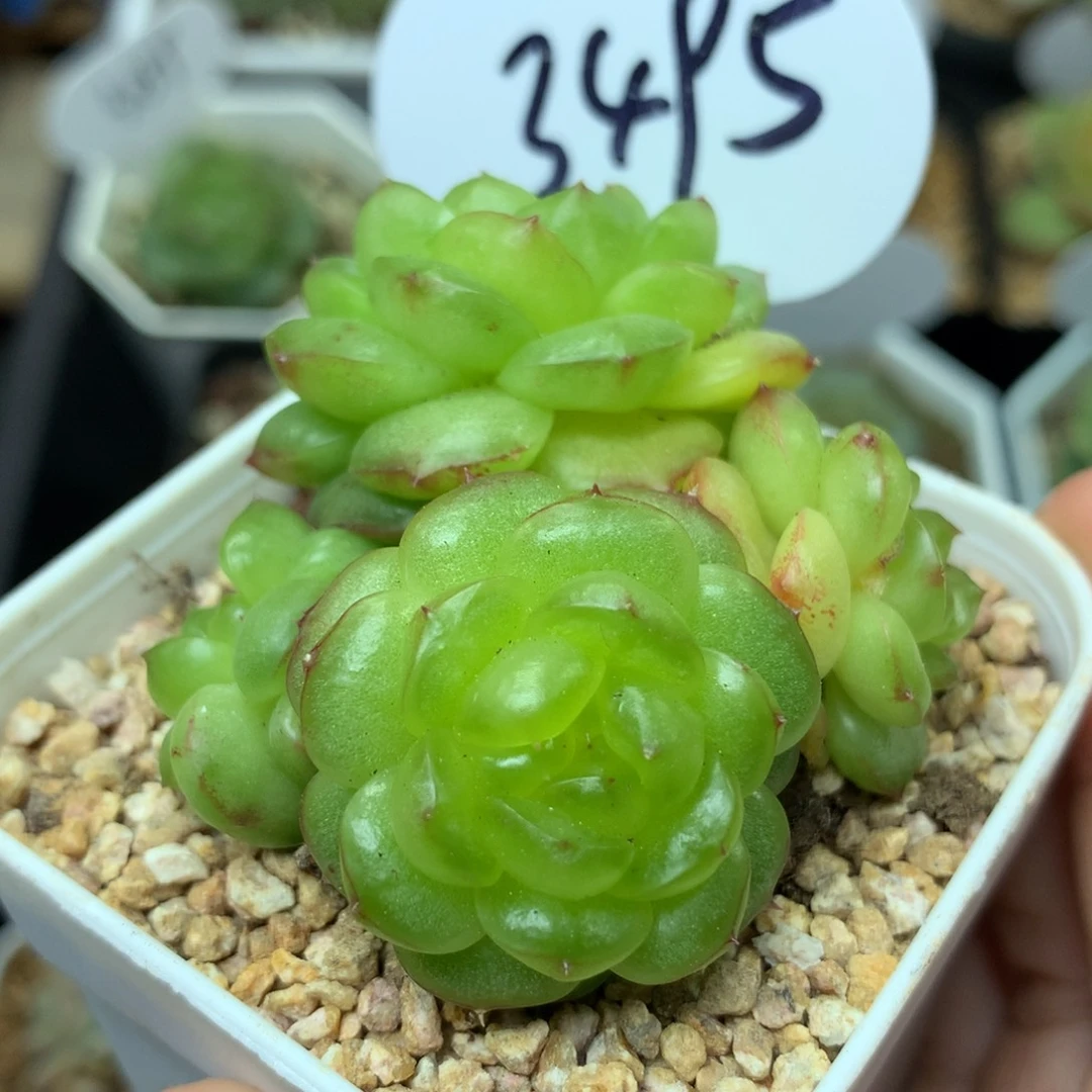 灯泡珍妮4头群3495