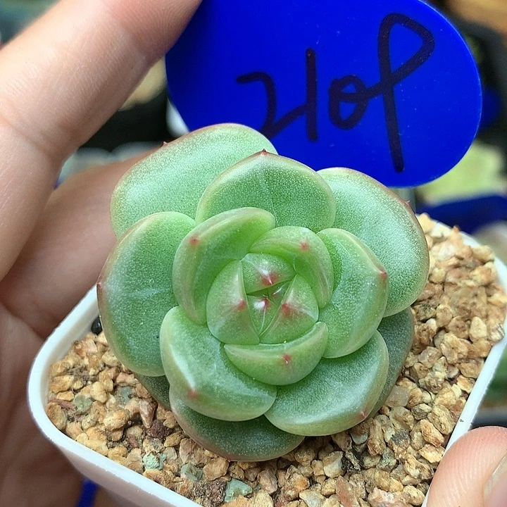 油透珍妮双头2109