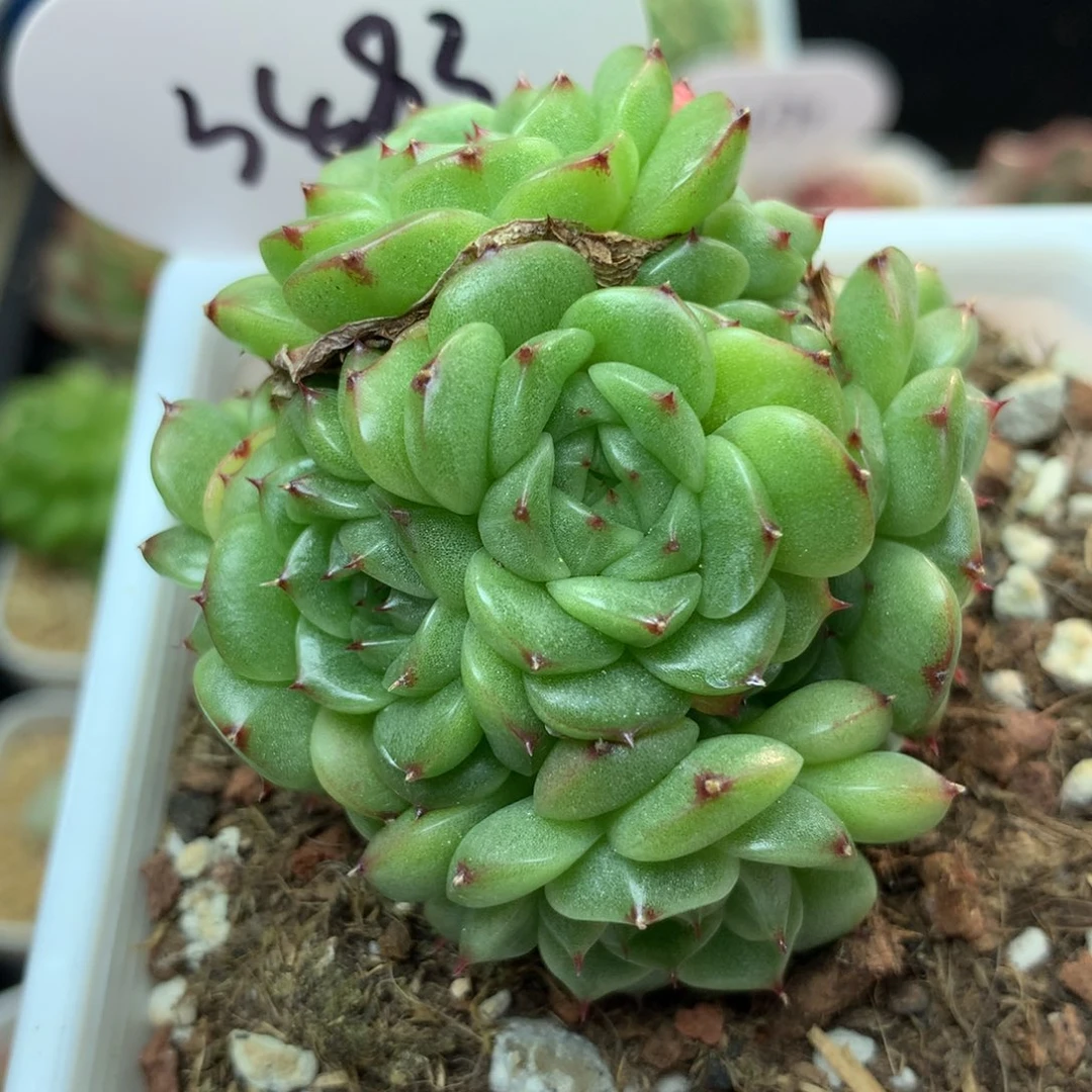 定繁珍妮麦秆群3483