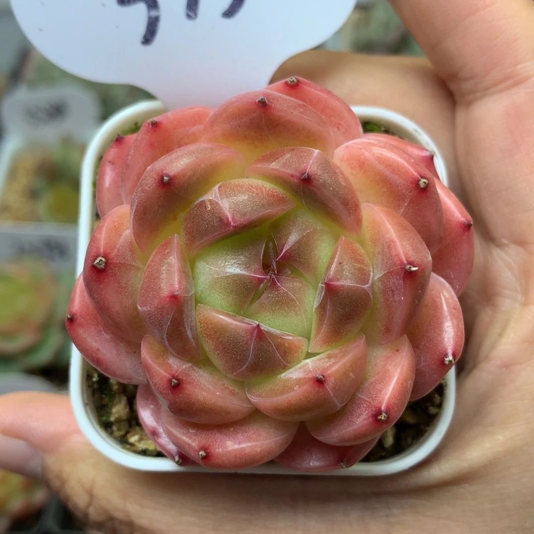 爱丽丝珍妮单头3436