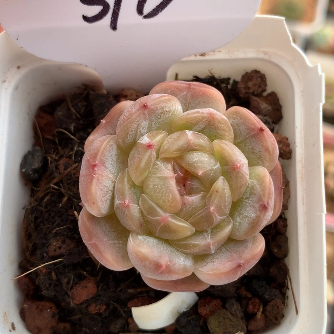 白色恋人单头3713