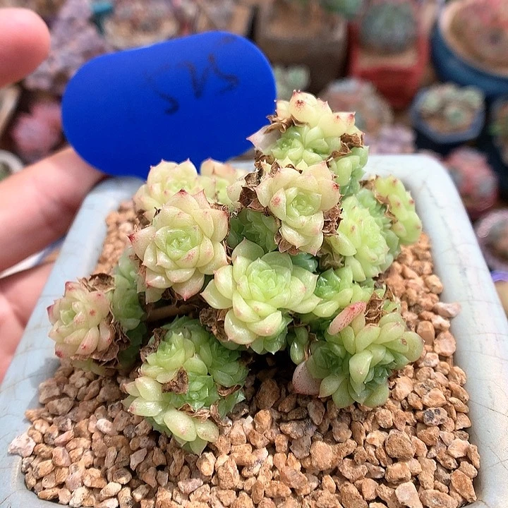 晴雪麦秆朵朵群1525