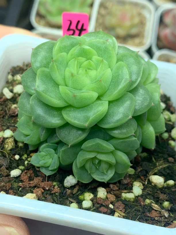珍妮麦秆捧花多肉植物34