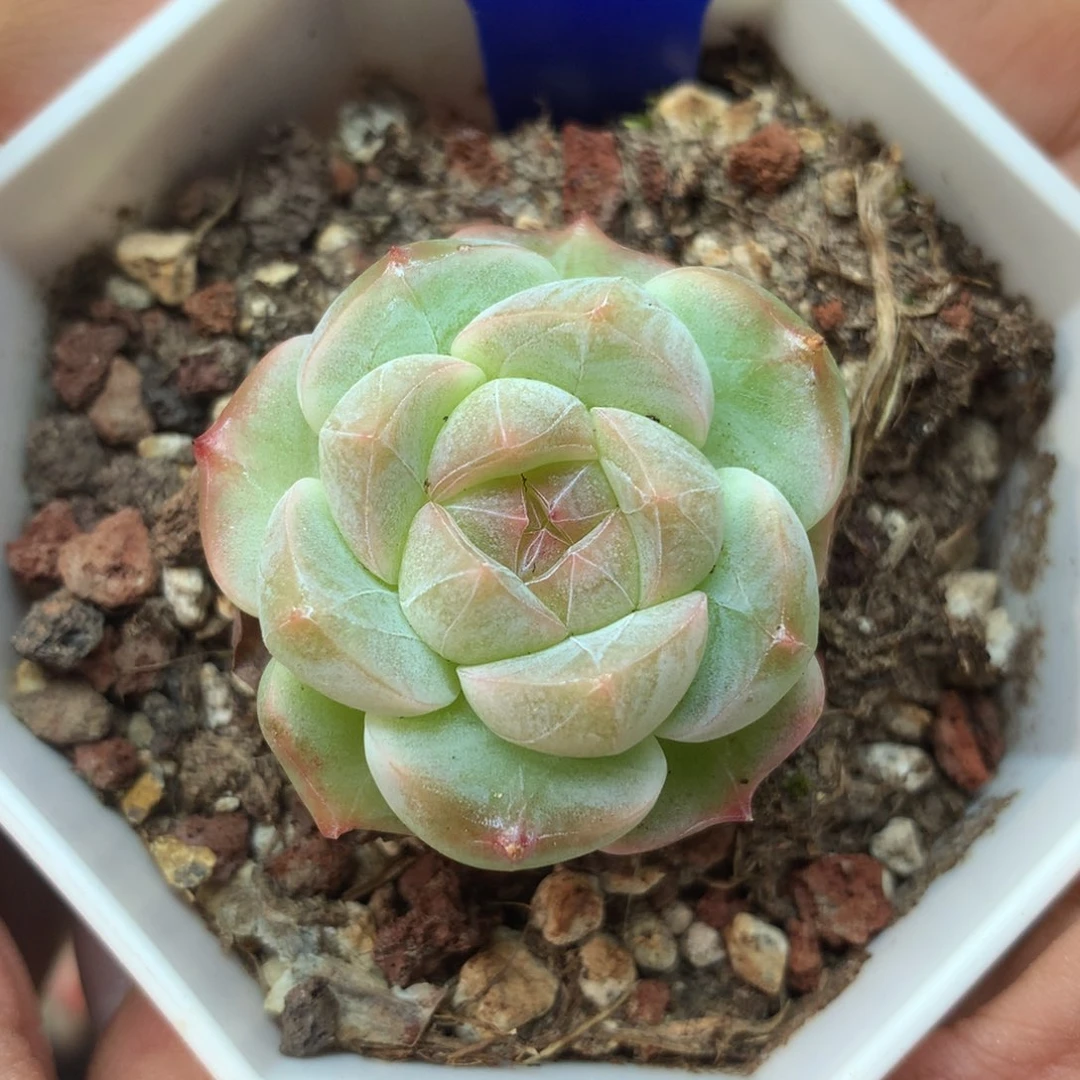 透心暗纹珍妮2058