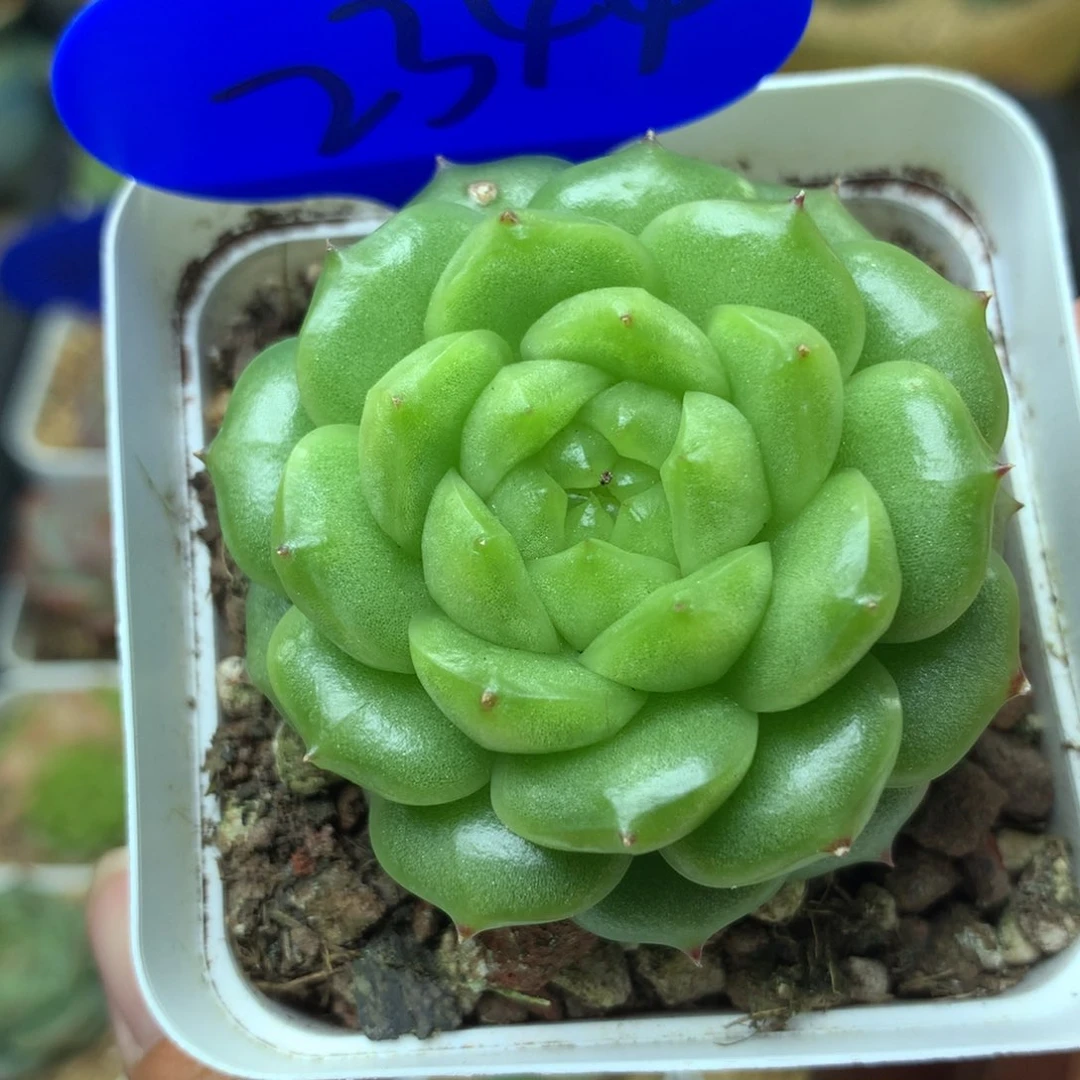 灯泡珍妮单头2344