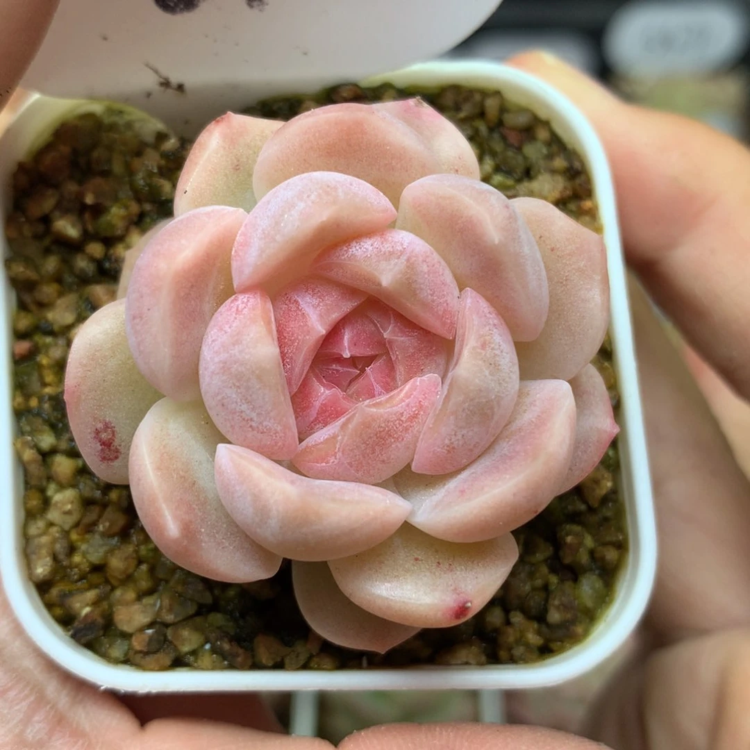 粉透珍妮单头24可拍