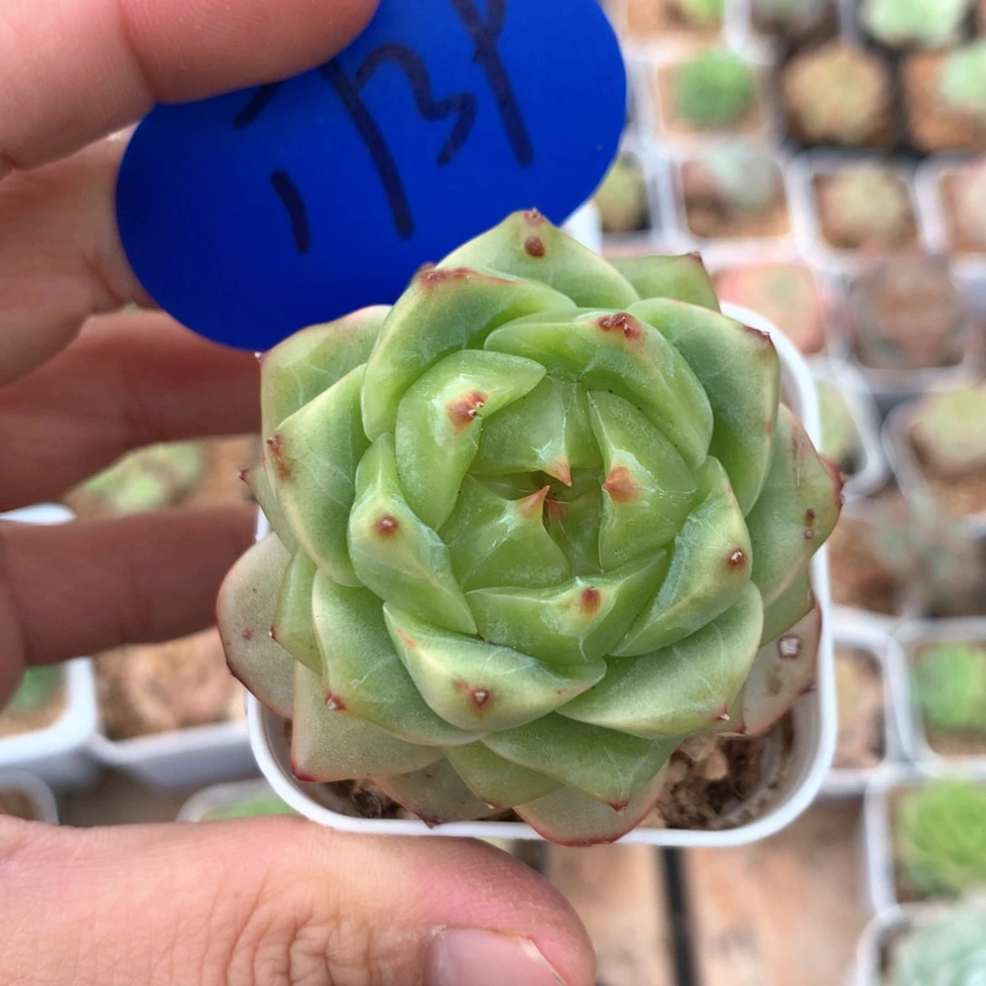 荔****豆珍妮单头专拍1739