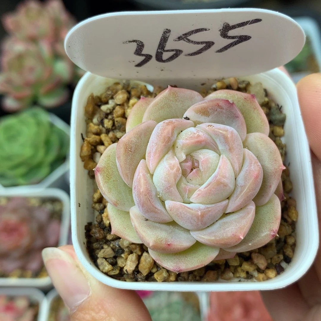 良辰单头可拍3655