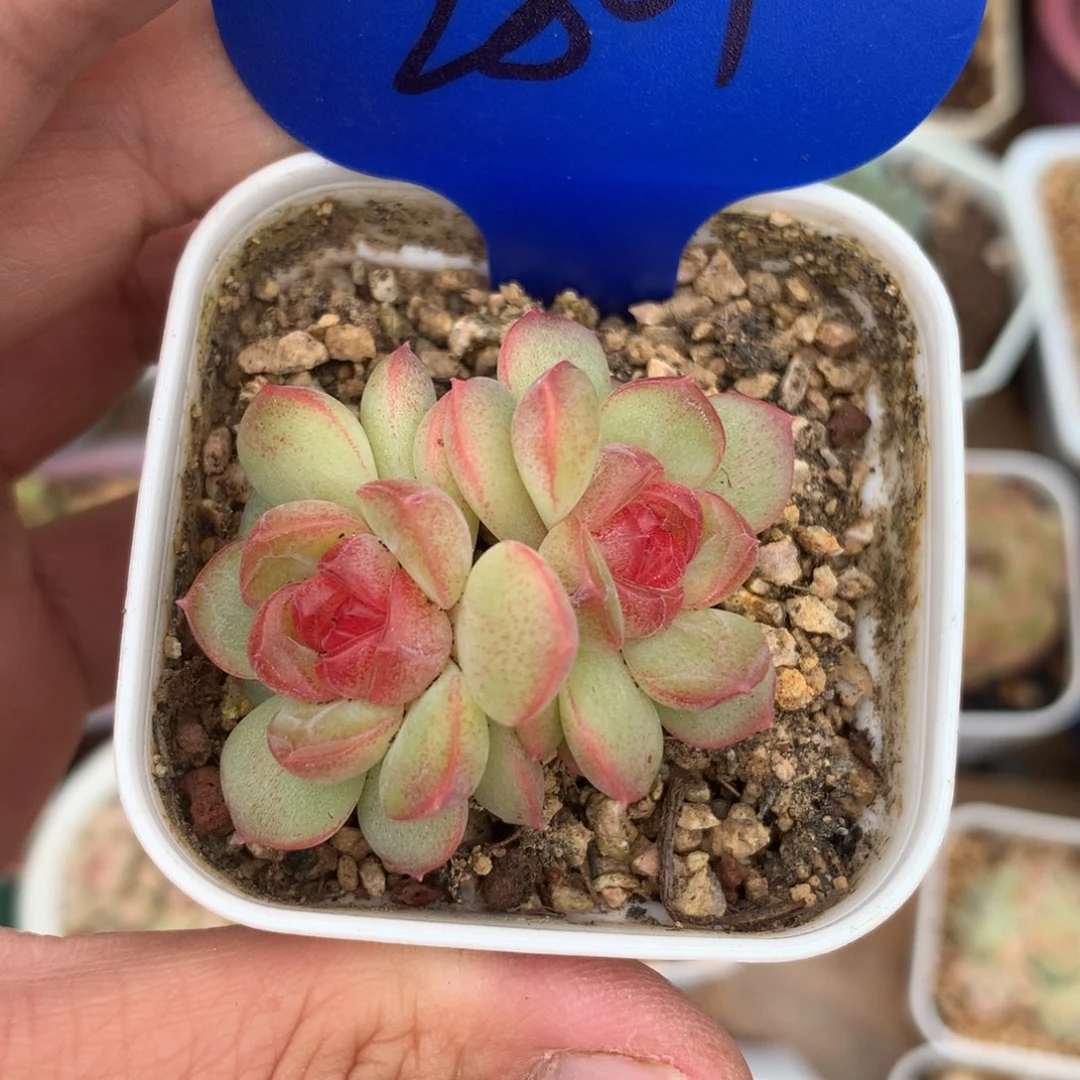 巫拉拉琴心双头2801多肉