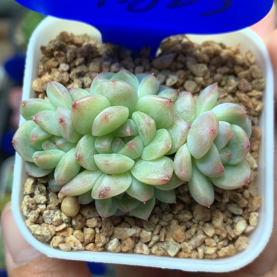 甜心蜜糖5头捧花群1823