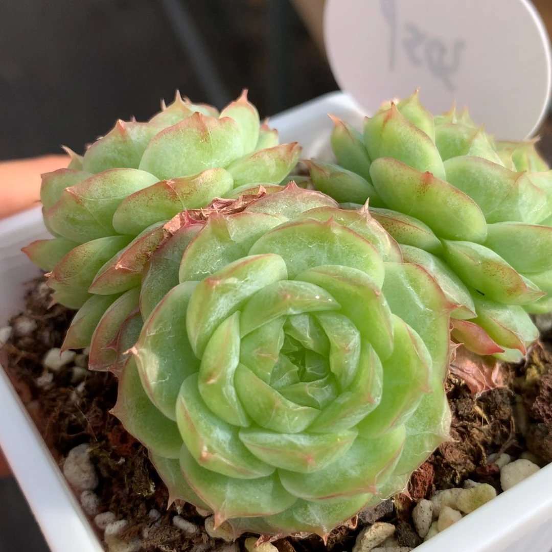 蔷薇珍妮3头群3059