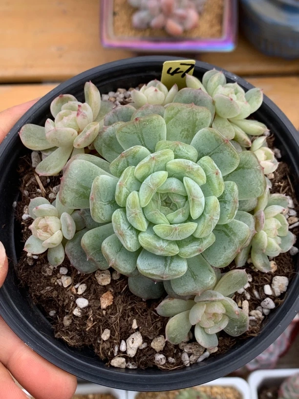 白色恋人8头无砍捧花多肉植物47