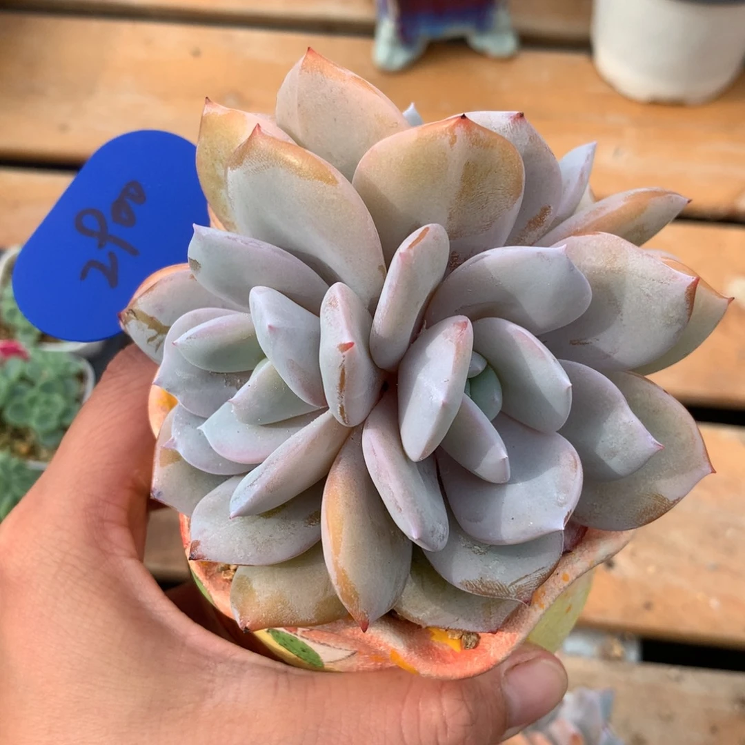 韩货3头奶茶无砍老桩2900