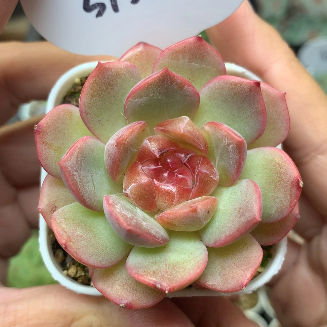 巫拉拉琴心单头3133