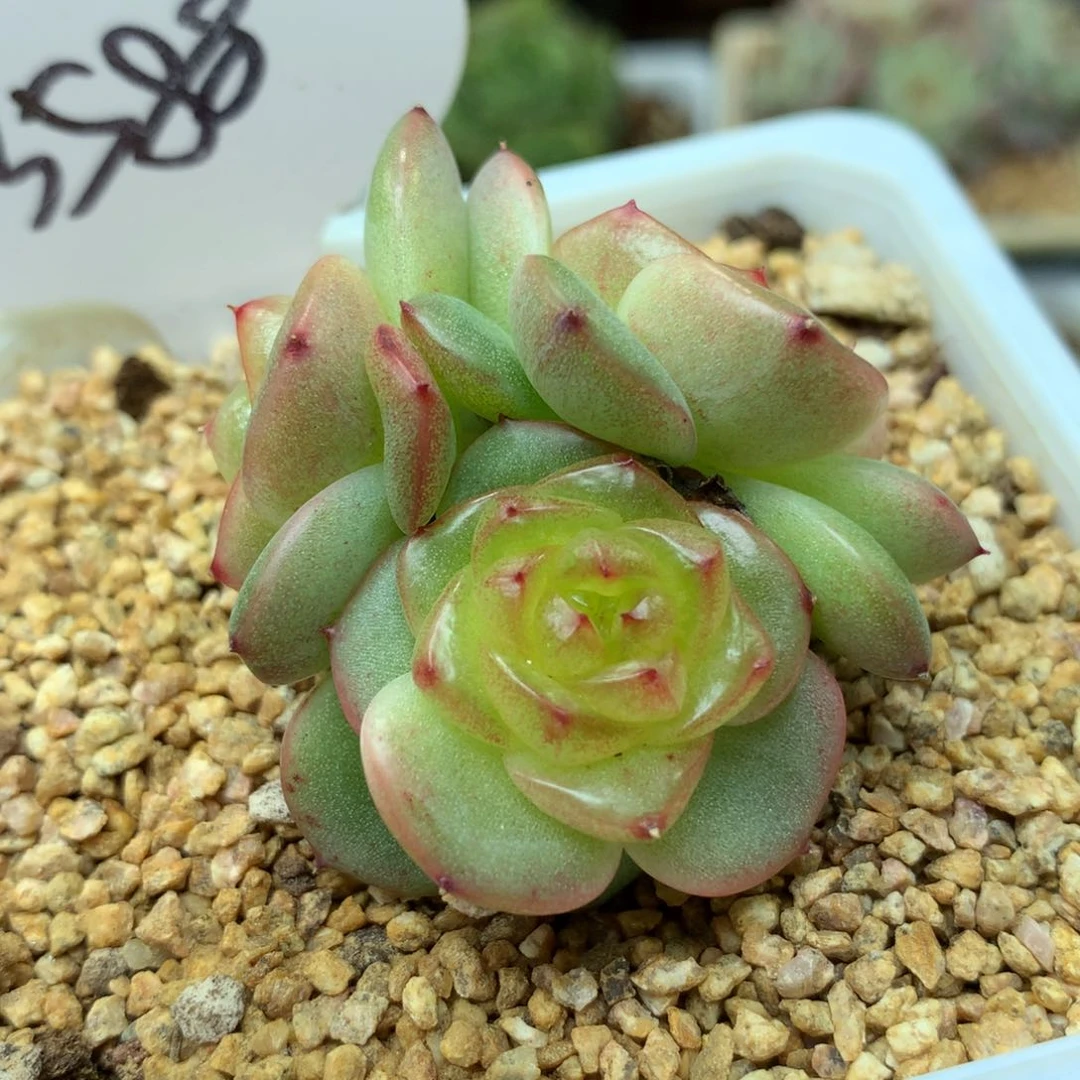 玉芷珍妮3头群3588