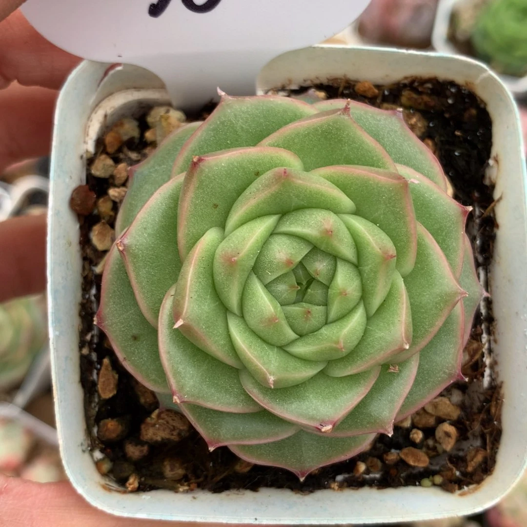 油透宽叶麦秆单头3605