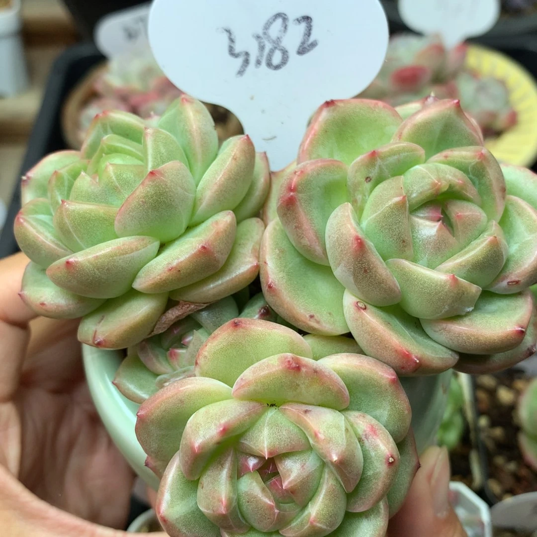 珍妮4头老桩群3182