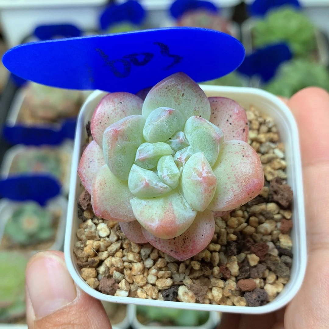 双心韩货冰玉石化1603
