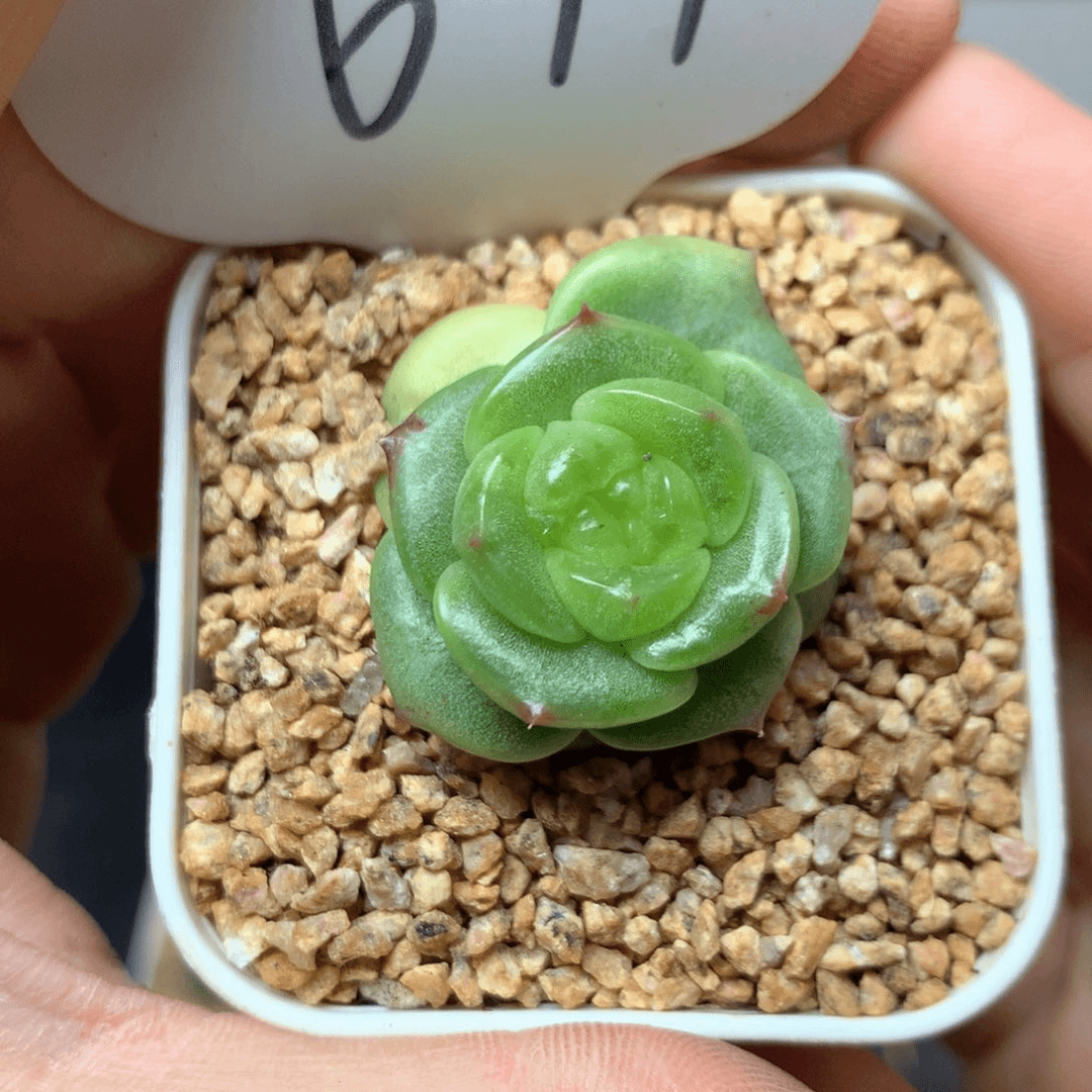 玉芷珍妮石化锦单头677