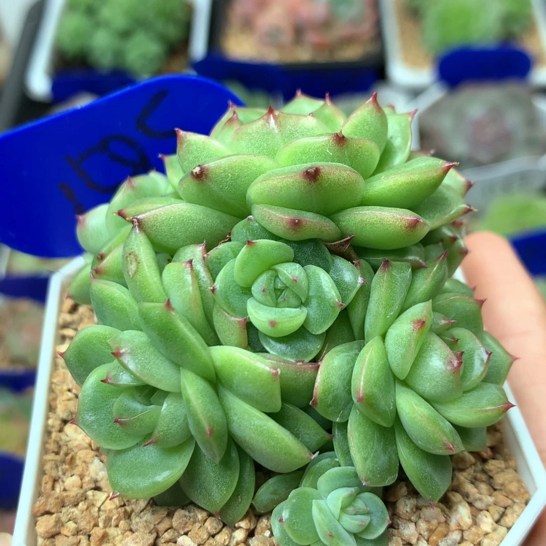 定繁520麦秆群1585