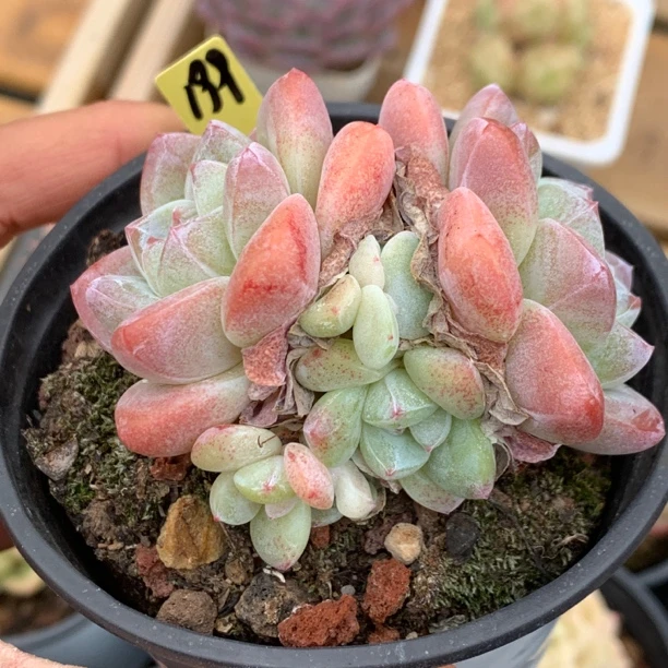 8头冰玉无砍群多肉植物199