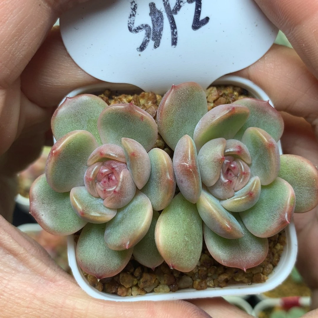 红色恋人双头3192