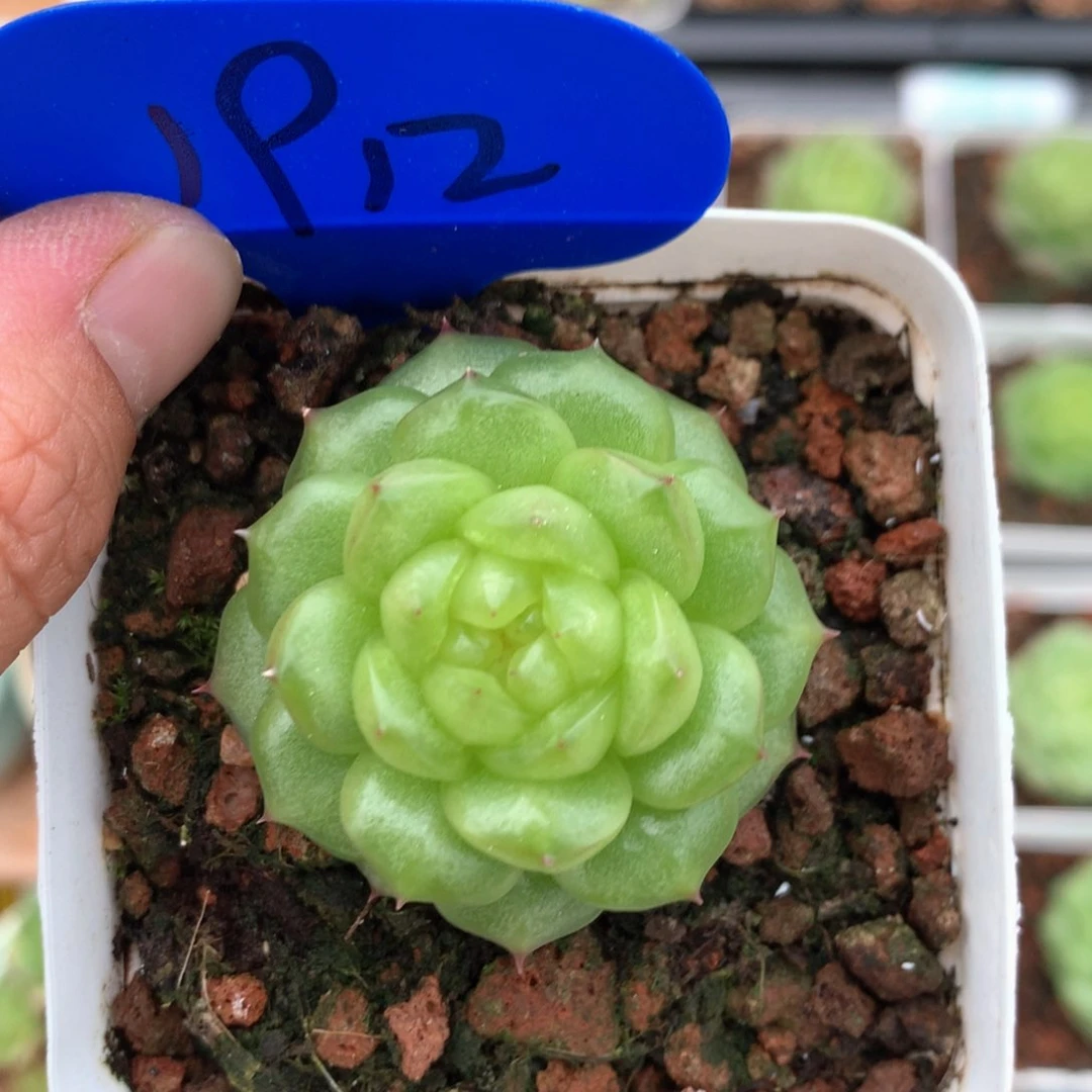 灯泡珍妮单头1912多肉