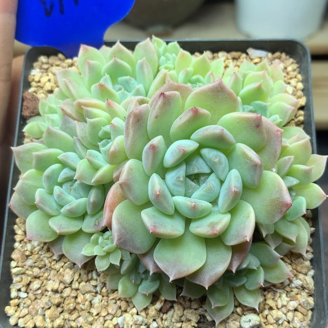 13头糖心冰魄无砍群2774