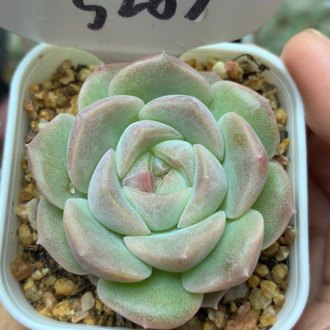 巫拉拉良辰单头3283