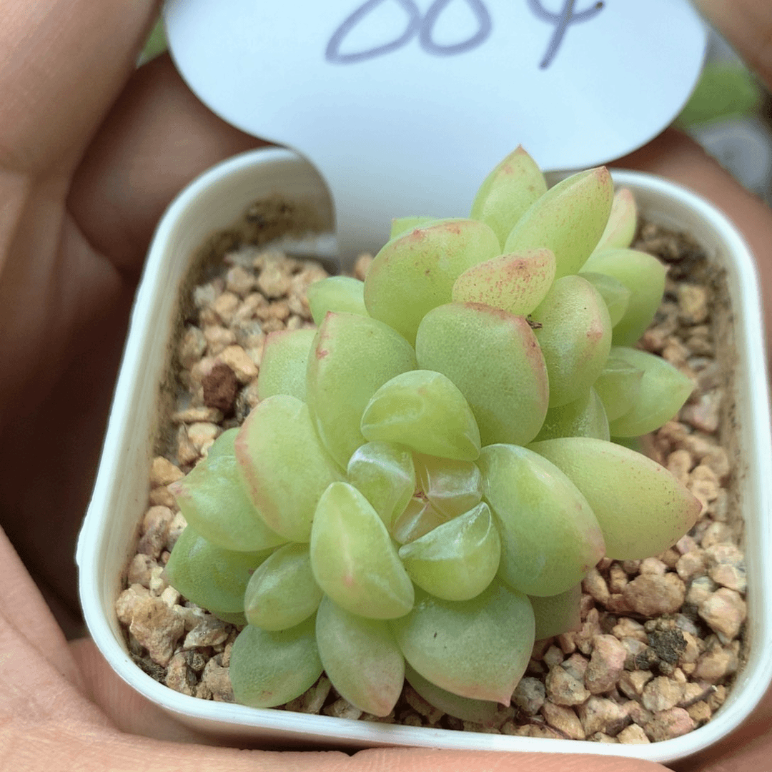 4头冰淇淋珍妮无砍群884