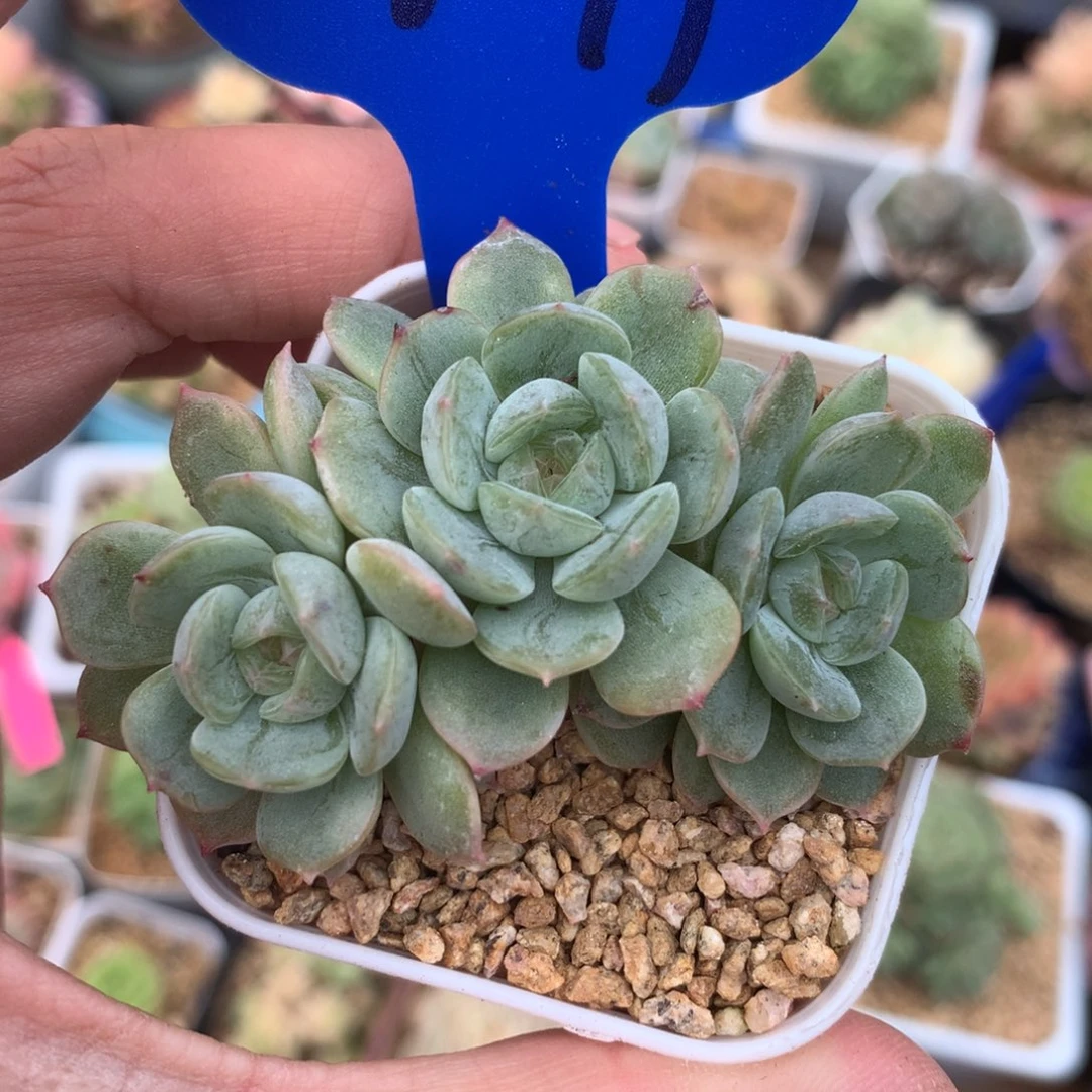 白色恋人无砍小树桩2099