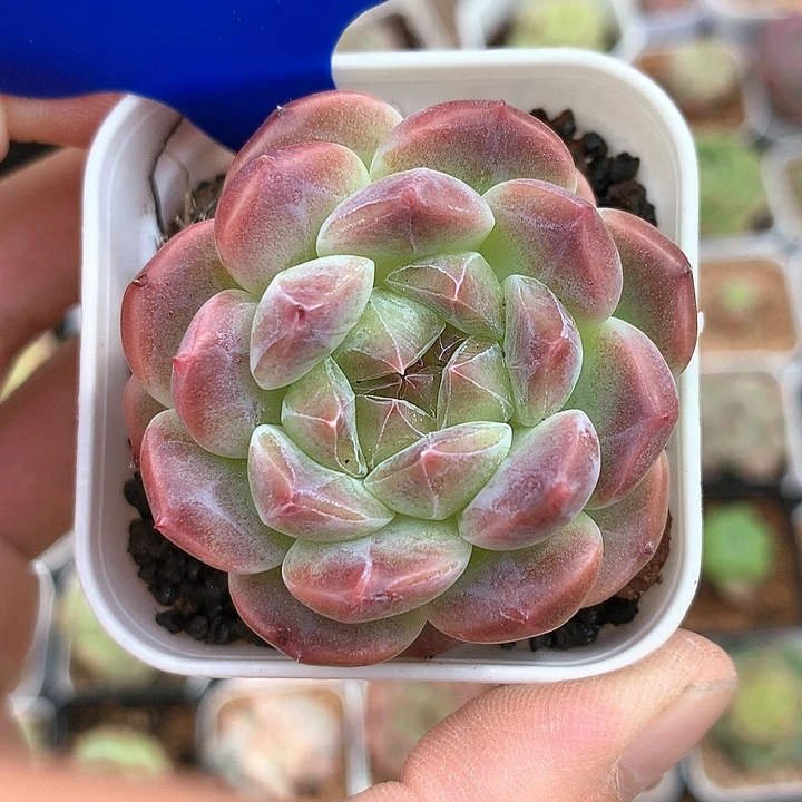 熊猫脸冰魄单头2031