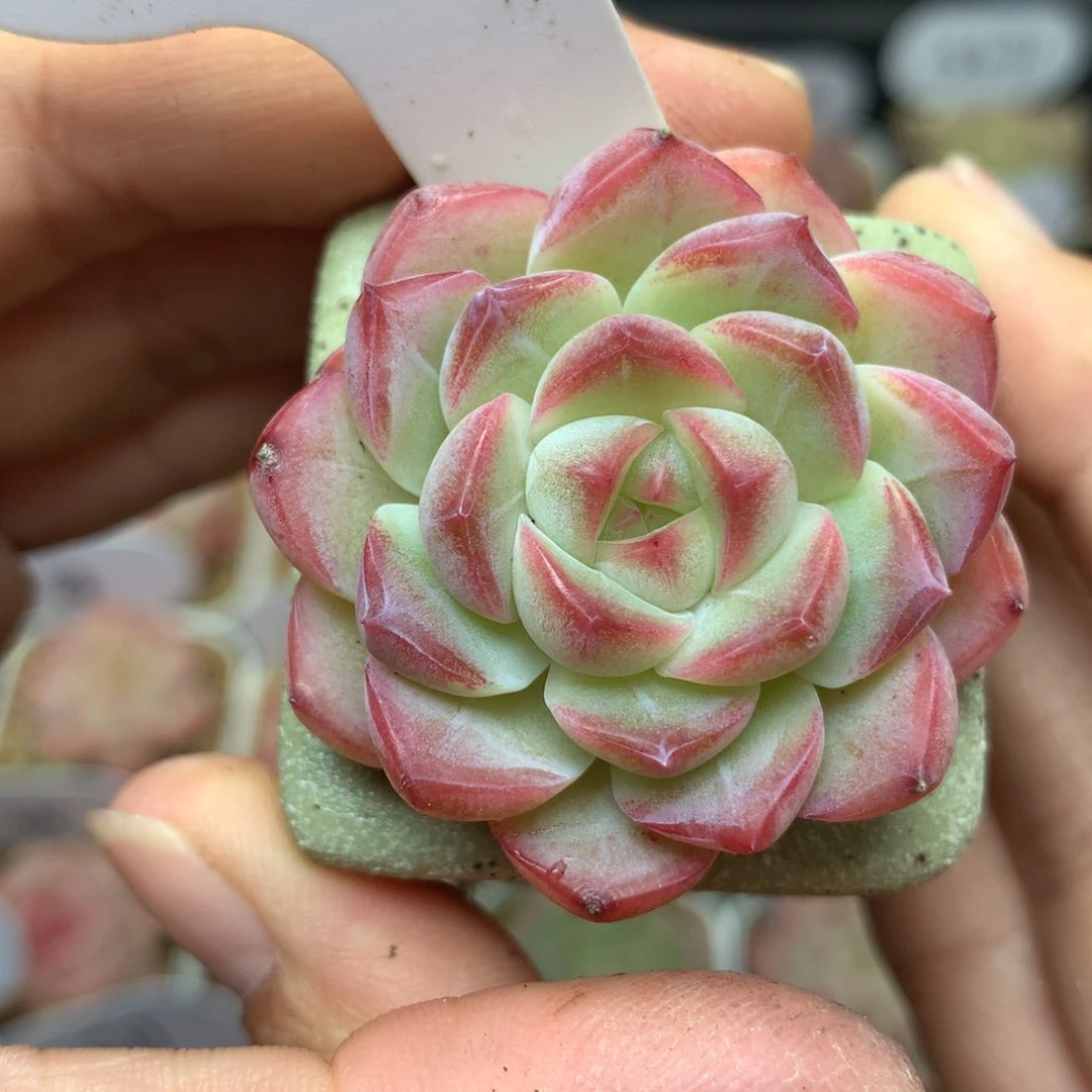 白粉透珍妮单头3275