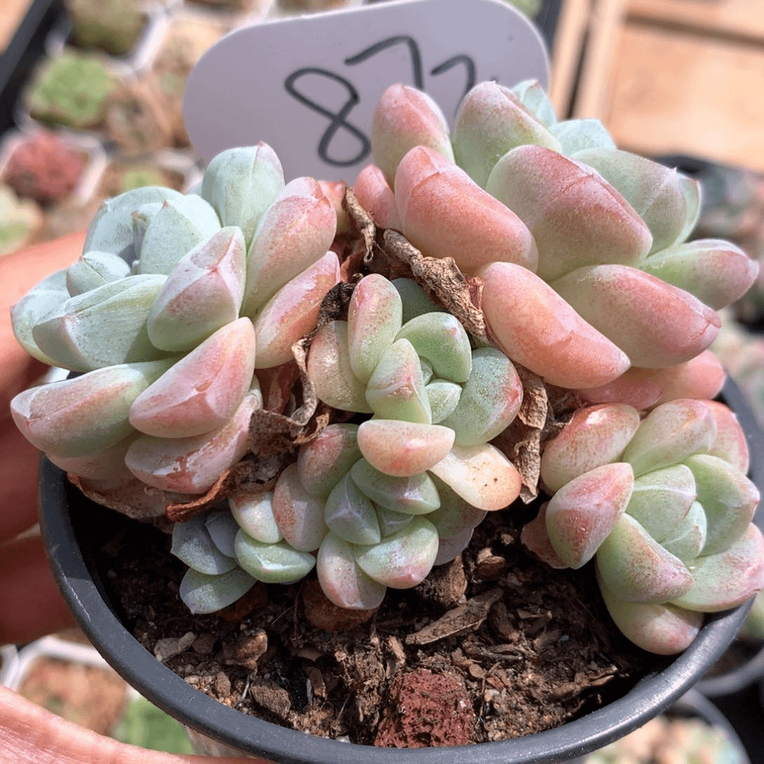 7头草莓冰玉无砍群872
