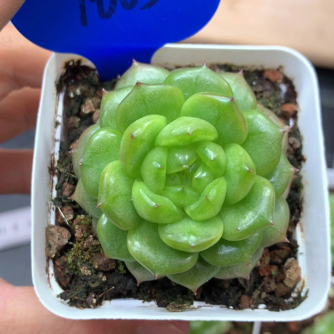 小***?灯泡珍妮单头1665