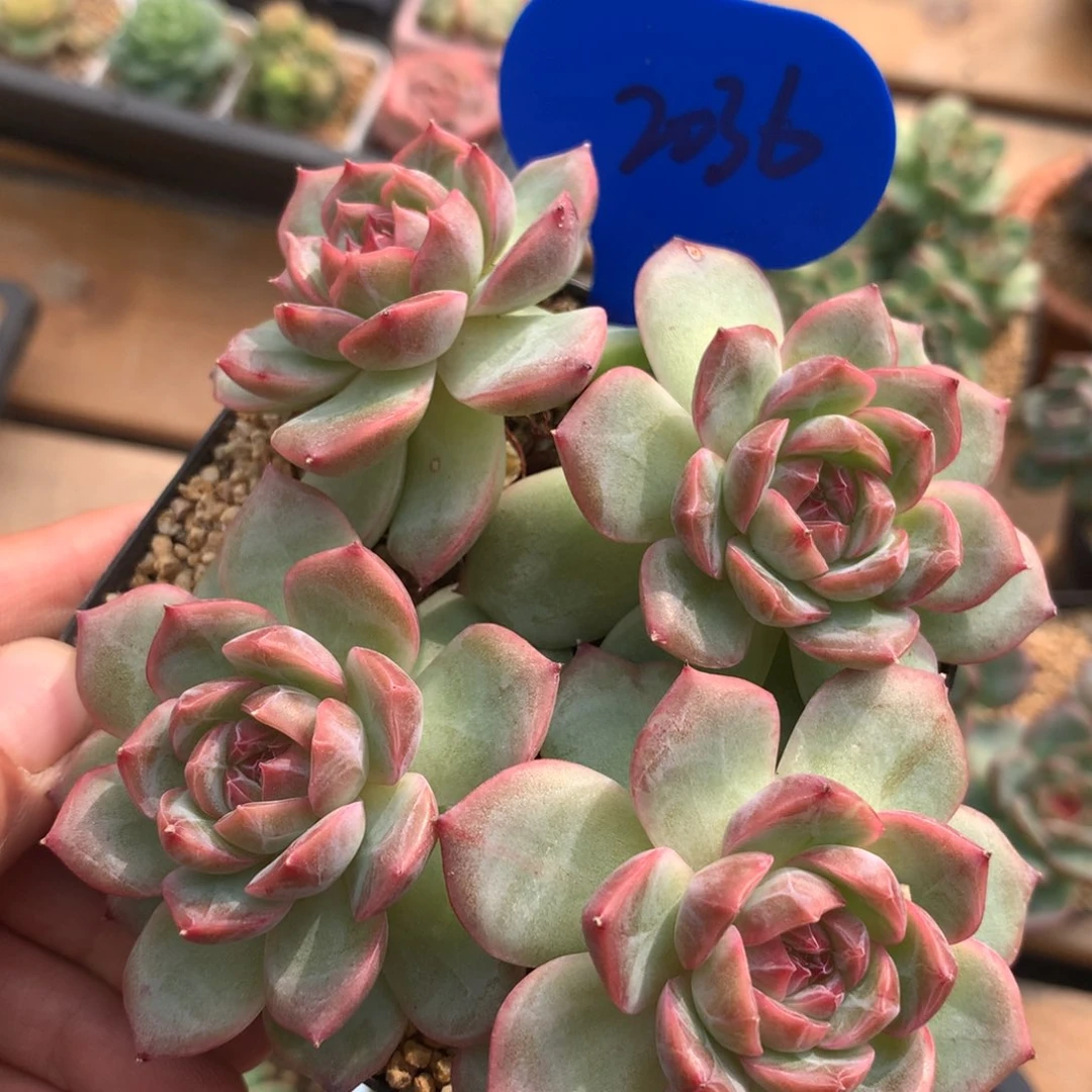 粉钻心珍妮老桩2036