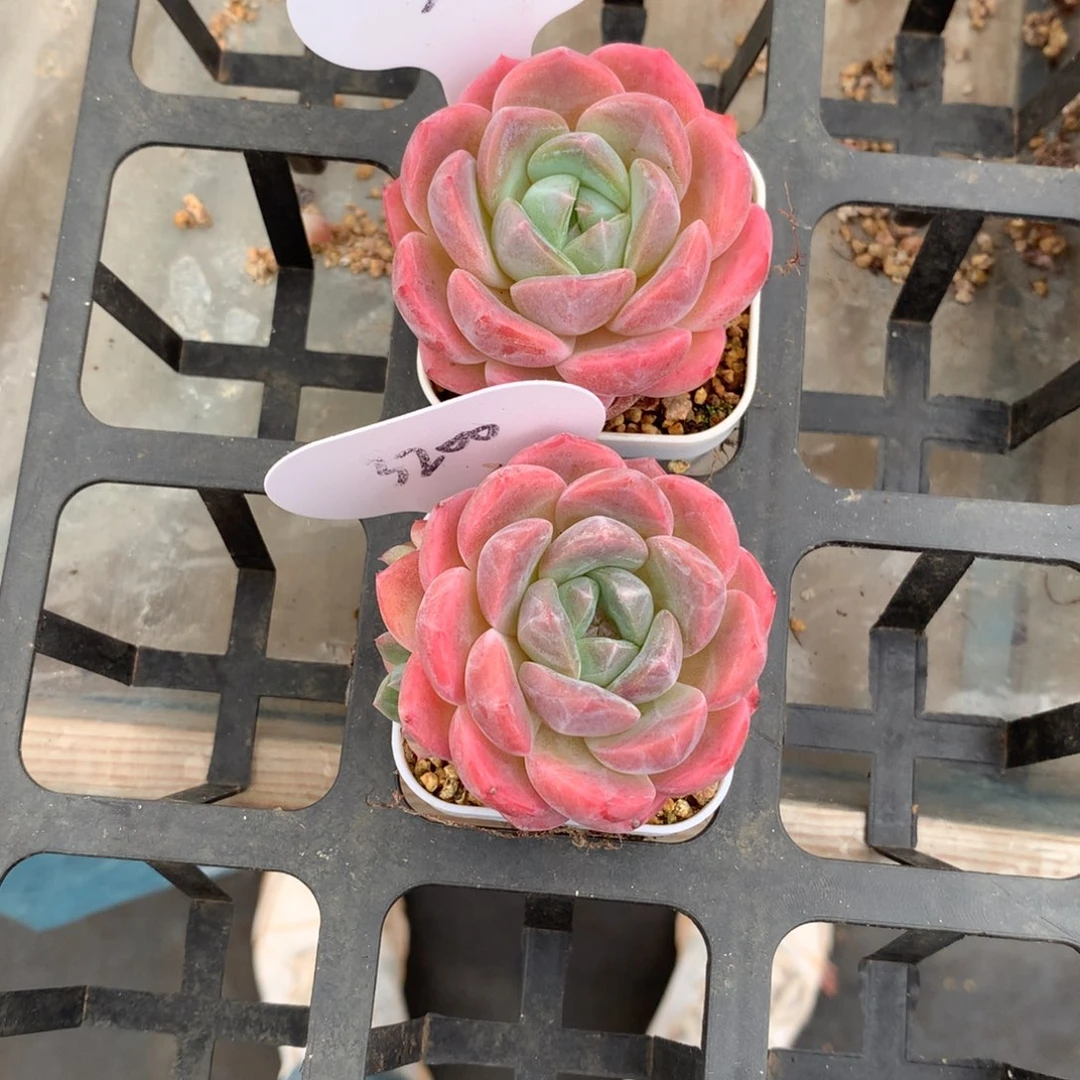 奔*。刚毅两颗3175.3200