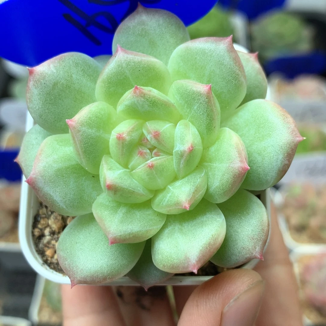 绿透粉尖珍妮单头1658